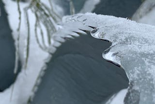 A prickly agave cactus leaf covered with ice and snow.