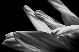 abstract floral photo by andrew b. clark