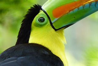 A close-up pic of a toucan. Cafe Lempira by Jim Latham