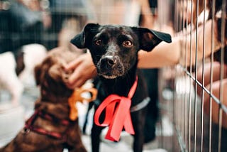Adopting dogs — how to adopt a dog and everything you need to know