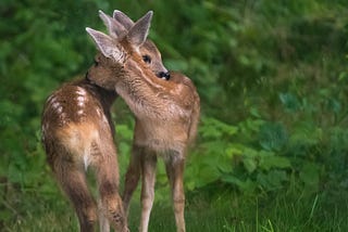 Outdoor photograph of two fawns (young deer) bending their necks toward each other like a hug