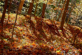 Fall leaves and October sun