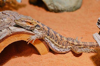What Should You Avoid Putting in a Bearded Dragon Tank?