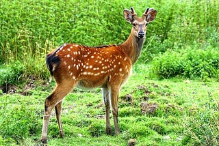 Deer Hunting Tips For Beginners