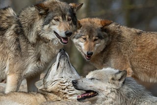 The Siege on Wolves: When Unchallenged Science Sanctions Cruelty