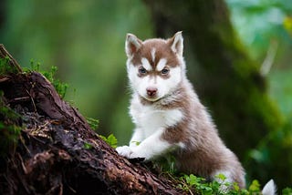 10 Wild Facts About Wolf Dogs