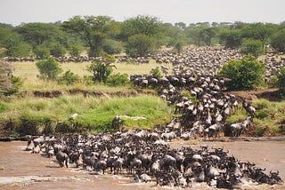 7 DAYS CALVING-GREAT TANZANIA SERENGETI MIGRATION SAFARI IN NGORONGORO (NDUTU AREA) SERENGETI…