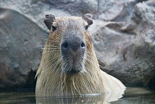 Photo of a capybara chilling in the water.