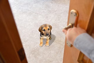 Do dogs know when the owner will come?