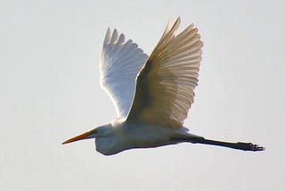 In Flight