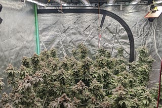 Koray Plant Grow Light-Customer’s Experimental Cannabis cultivation Record -G80