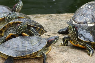 Species for Sale: Freshwater Turtles