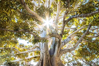 a large tree with many intertwining branches and wide roots shines under a bright and sunny sky