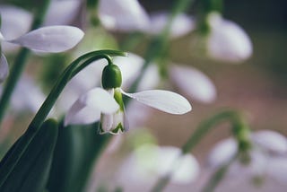 Little Magic: Snow drops & socks