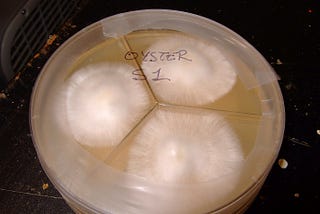 How to make your own Mushroom Liquid Culture?