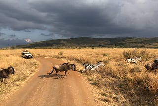 Picture of Wildebeest and Zebras migrating, taken by me, in Masaai Mara.