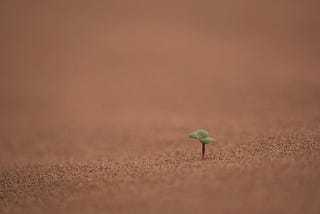 A tiny plant on the desert floor