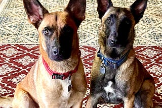 Two Belgian Malinois, Axel and Tango, the author’s dogs