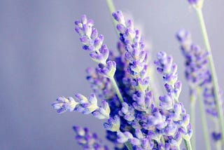 Lavender flowers