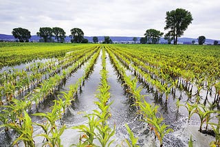 Waterlogging