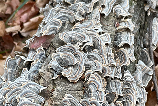 Fall Fungi Finds In The Forest