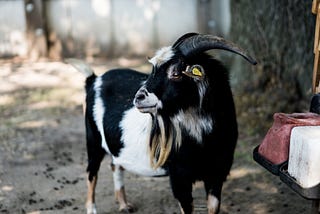 The Curse of the Billygoat Revisited