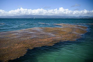The SAR-NASTY SEA