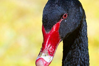Close up image of a black swan’s head