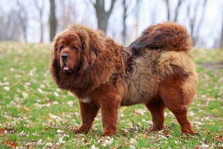 Tibetan Mastiff, Tibetan Mastiff dog, Tibetan Mastiff dog breed, Tibetan Mastiff rare dog, Tibetan Mastiff dog details