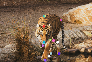 Tiger Keypoints Estimation Using Ultralytics YOLOv8