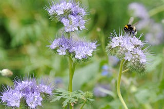 Mes combats pour la biodiversité
