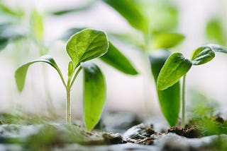 Shared Plants and New Friendships