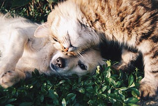 a cat cuddling a dog in a lovely manner