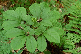 Operation Root Cause: Diggers, dealers, and the case for wild ginseng