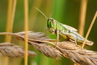 L’evoluzione per gli agricoltori