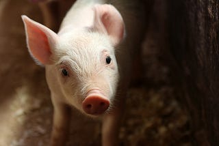 Pigs are often intensively farmed in cruel conditions