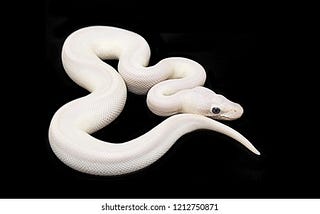White snake ky ha