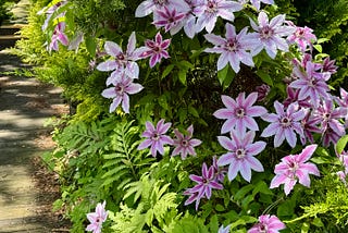 Clematis in starlike bloom