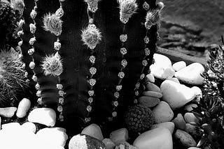 b&w cactus
