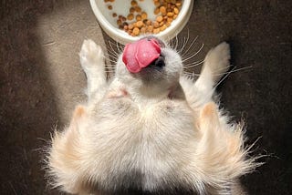 How-to-teach-dog-to wait-for-food