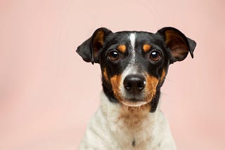 Considerations to Make Before Selecting a Breed of Dog