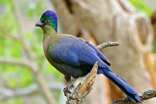 Turacos: Africa’s Colorful Avian Treasures