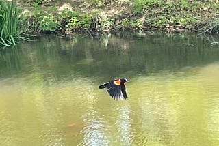 Red Wing Black Bird with pond that has a turtle and a school or orange fish.