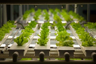 Hydroponics, Aquaponics, Bioponics-