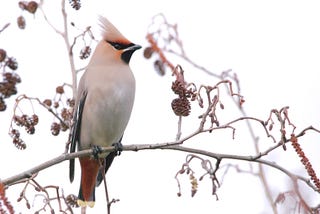 My first Waxwing Winter