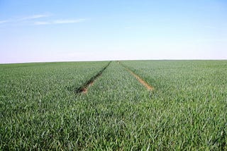 Huge monoculture field