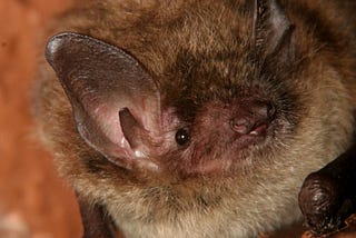 Bat Removal Experts in Hampshire