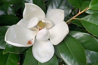 A magnolia blossom surrounded by its branch of leaves.