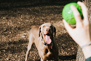 a super excited weimaraner looking at its owner’s hand about to throw a green ball