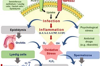 SARS-CoV-2: Male Fertility